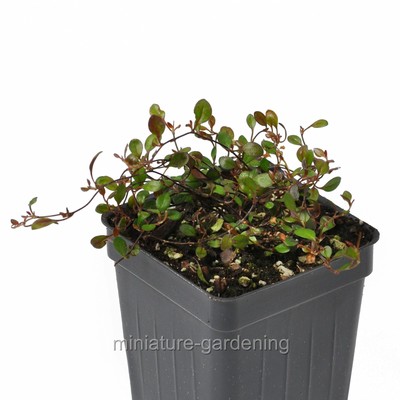 Muehlenbeckia axillaris mini-leaf, Compact, Fairy Vine