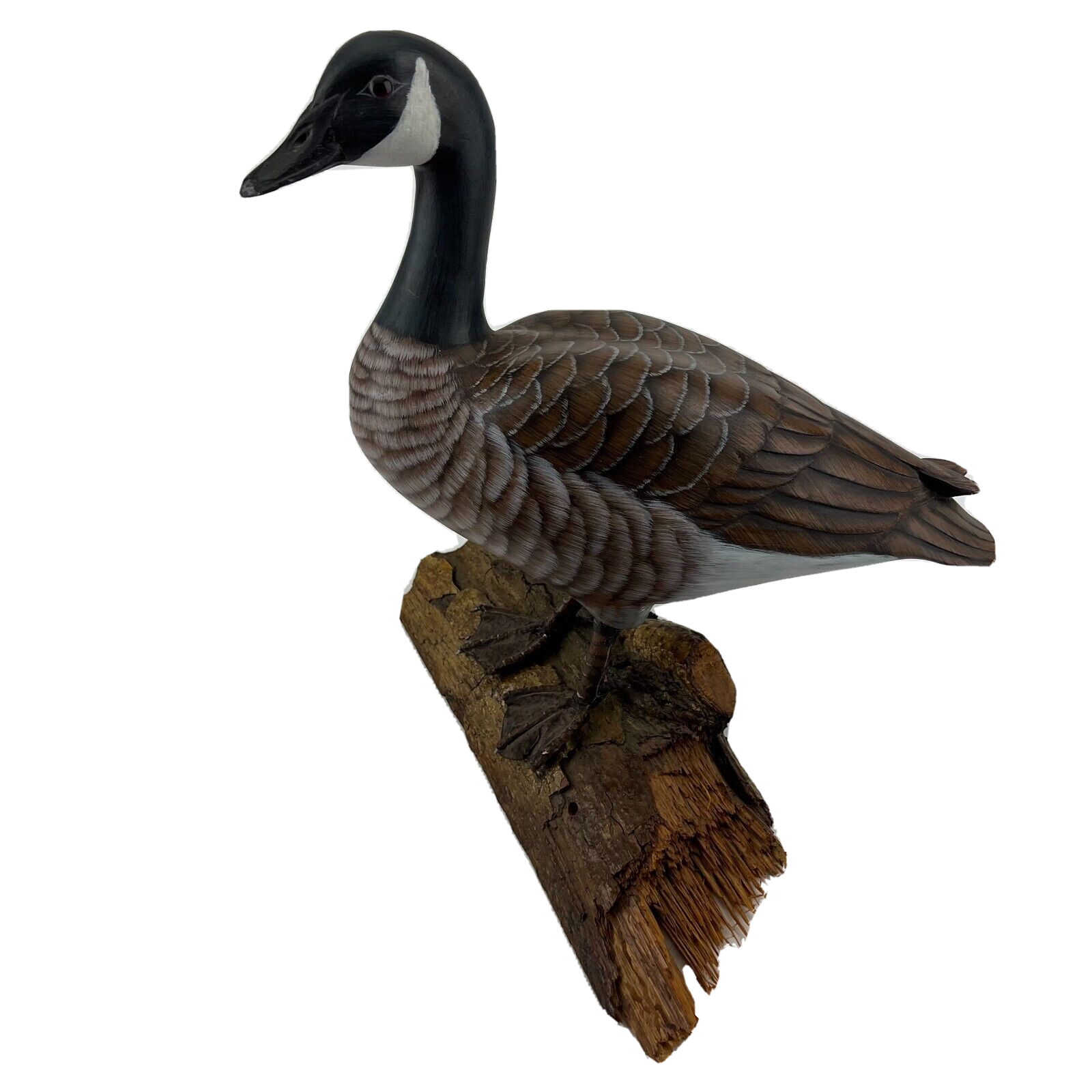 Canada goose bird for cheap sale