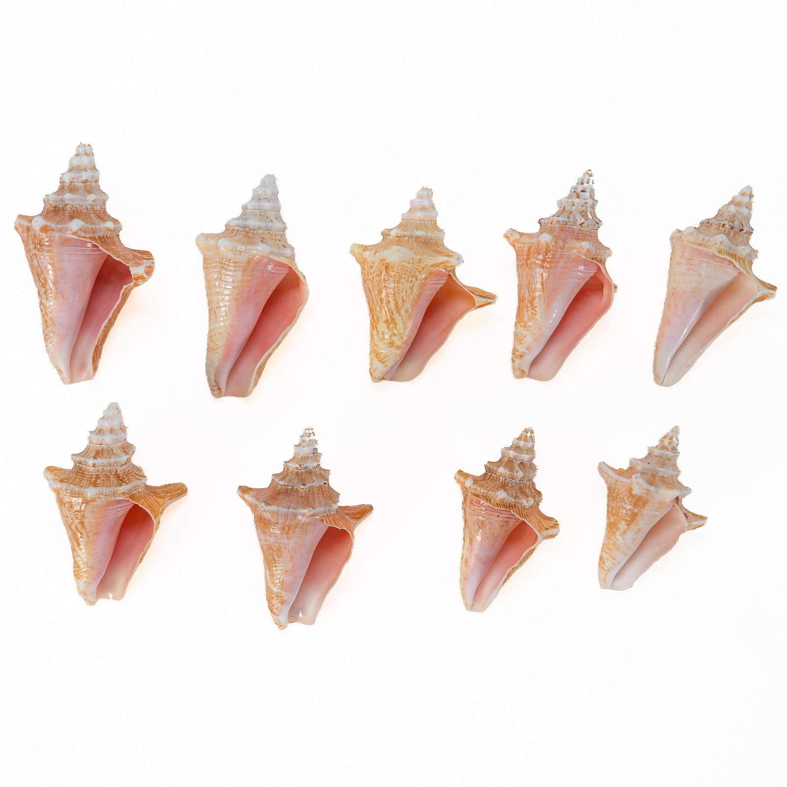 Juvenile Queen Pink Conch Seashells – Lot of 9 for Home Décor & Crafts