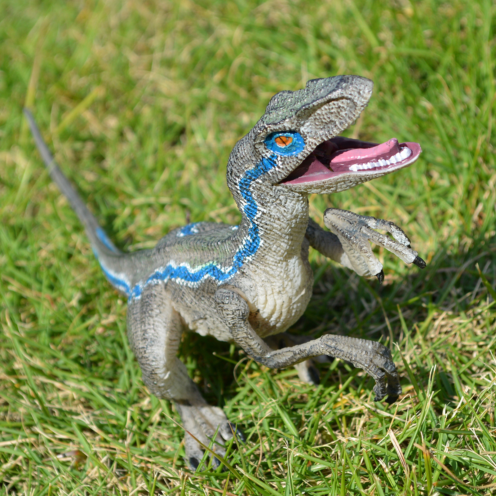 Download Raptor Dinosaur Blue Pictures