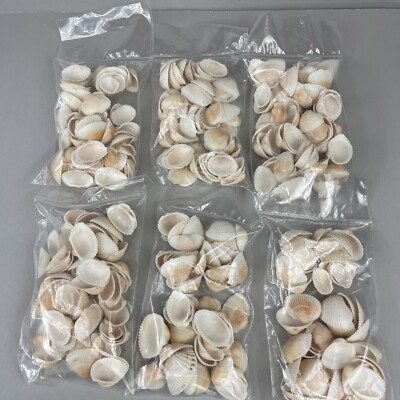 1.75lb  Natural Seashell Tiny Sea Shells Small White Clam Rose Sea Shells White