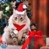 GOYOSWA Cat Christmas Outfit, Cat Dog Christmas Santa Hat and Scarf Adjustable Knitted Scarf with Pompom Ball Holiday Outfit for Small Medium Large X-Large Cats Dogs Pets (Small)