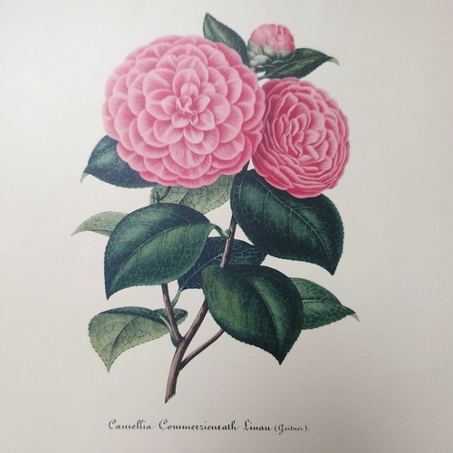 Vintage Floral Botanical Art Camellia Botanical Illustration