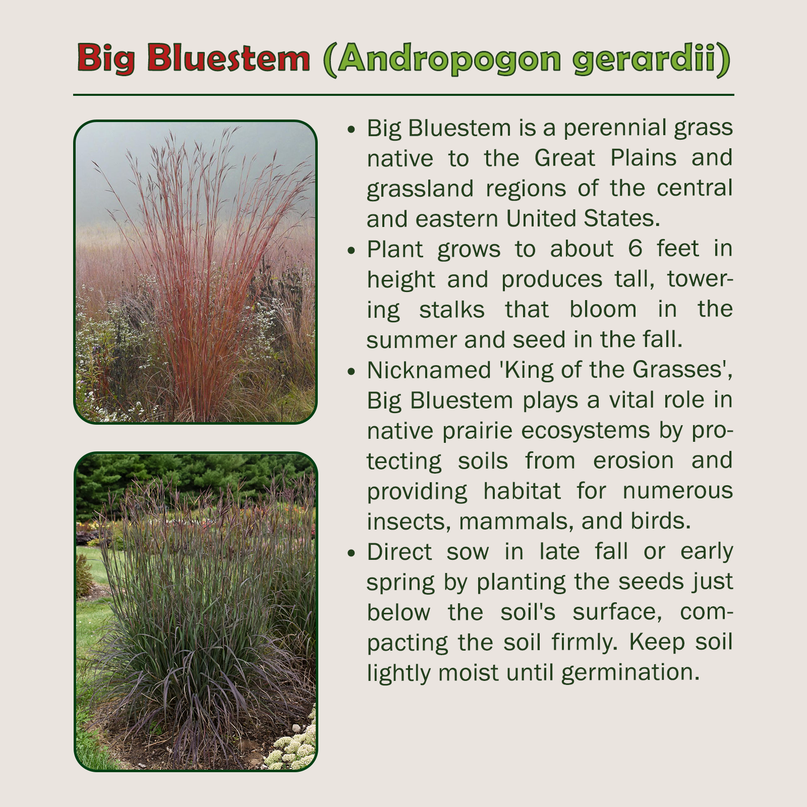 200 Big Bluestem Seeds, Andropogon gerardii, Beardgrass, Native Prairie Grass