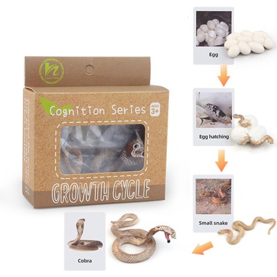 1 Box Animal Model Toys Chick Butterfly Life Cycle Learning Biology Growth Cy 14