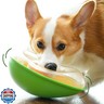 PAW QUEST Avocado Non-Spill Treat Dispensing Wobble Toys for Dogs