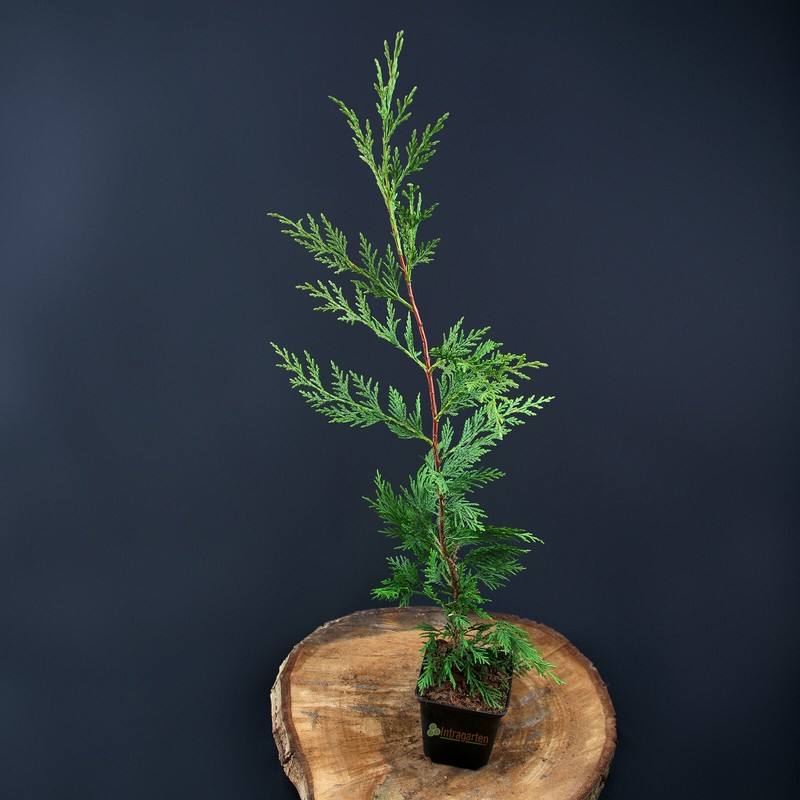 Cupressocyparis Leylandii Bastardzypresse Hecke 40-60cm Im Topf