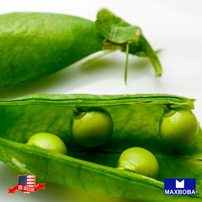 Pea Seeds - Snap - Sugar Daddy Non-GMO / Heirloom / Garden Vegetable / Fresh