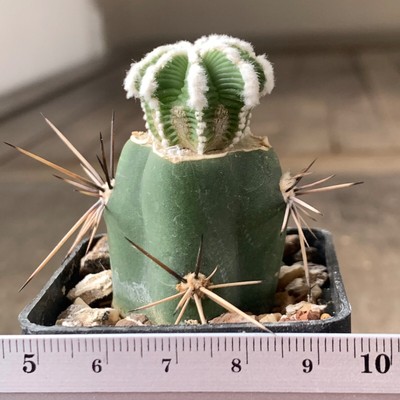1264. Cactus Hintonii JPH 532, Rio de San Jose, NL (Grafted)