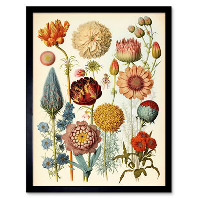 Vintage Botanical Illustration Ernst Haeckel Style Framed Print Wall Art 12x16