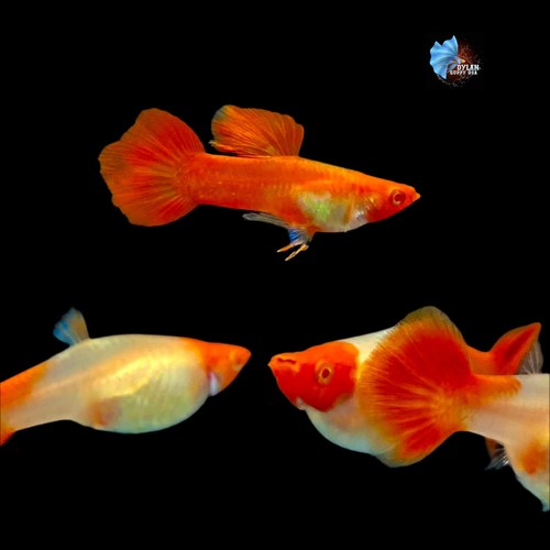1 Pair - Albino Red Koi Ear - Guppy High Quality-Live Guppies Fish - USA SELLER