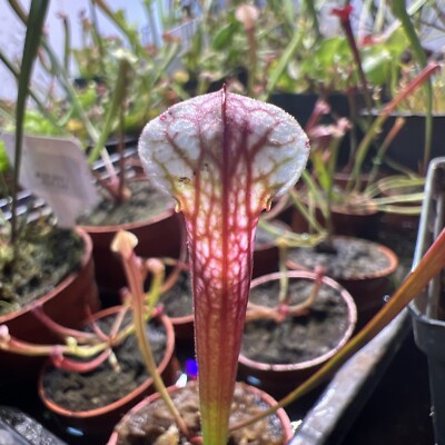 3 Carnivorous Plant Combo! Sarracenia Sundew And Butterwort!