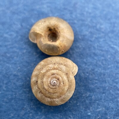 #2 Discus rotundatus 4.4-5.2mm Lustin, Belgium On Sand & Stones Under Plants