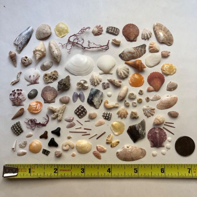 100 pc Mixed Lot Dollhouse Miniature Real Shells Mini Small Crafting Seashell