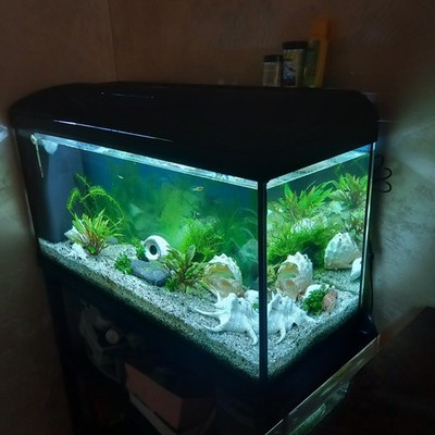 Foto dell'oggetto di un acquirente verificato