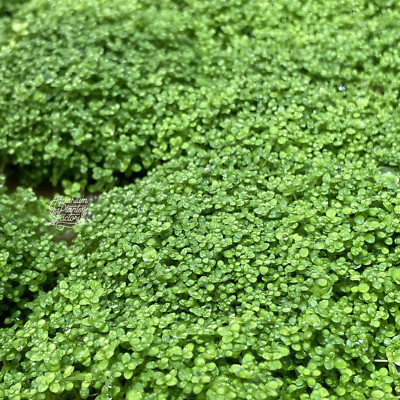 Dwarf Baby Tears HC | Aquarium Plants Factory 
