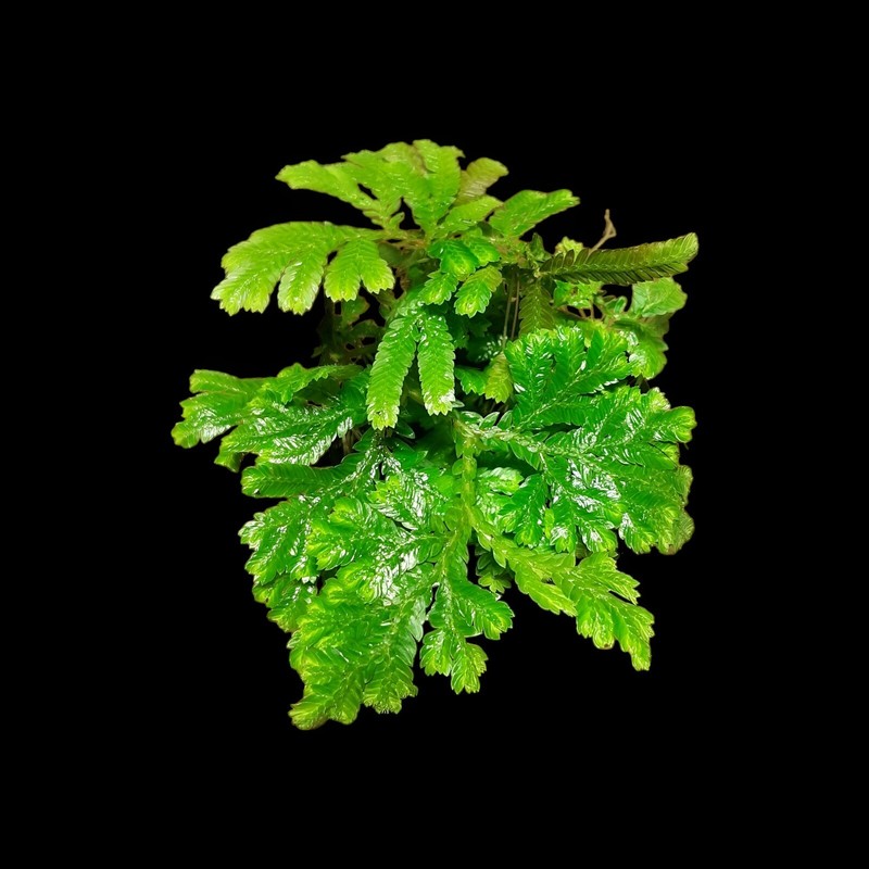 Selaginella Spec ? Regenwald Pflanze, Tropische Terrarienpflanzen