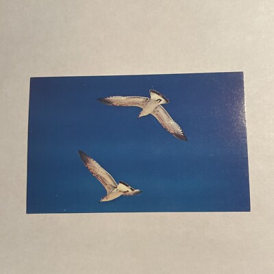Boston MA Sea Gulls Blue Sky New England Coast Vintage Postcard