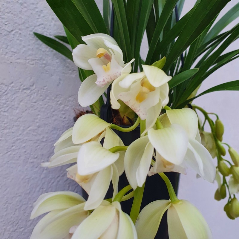 Cymbidium Ice Cascade 