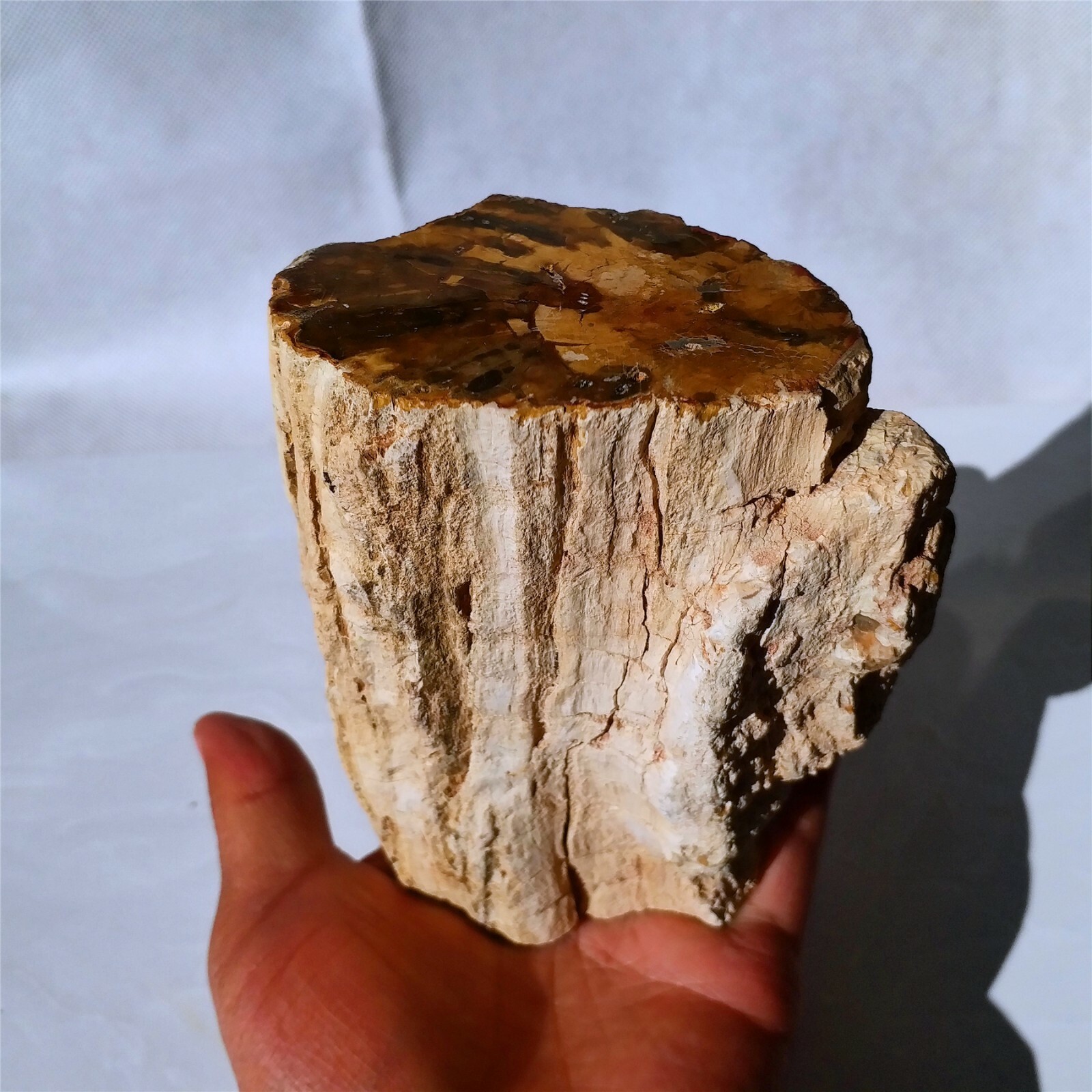 850g Polished PETRIFIED WOOD BRANCH Fossil Madagascar A3168 | eBay