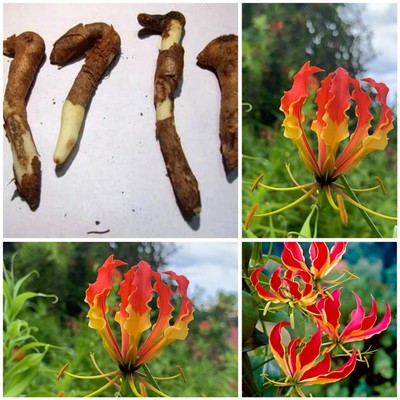 3 Gloriosa Superba Glory Flame Lily RhizomesFlame Superba Vine Climbing Fire Li
