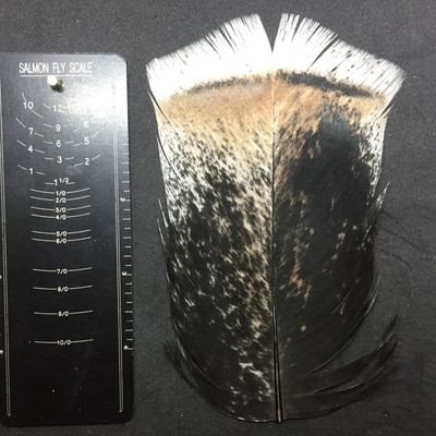 DYED TURKEY TAIL FEATHERS BAG SALMON FLY TYING FISHING RARE HARD TO FIND