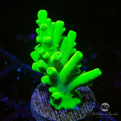 WA Highlighter Acro - WYSIWYG