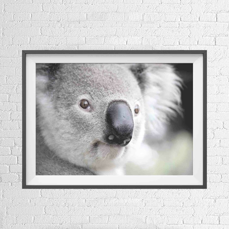 AUSTRALIAN NATIVE KOALA BEAR ANIMAL POSTER PICTURE PRINT Sizes A5