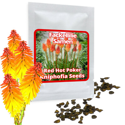 TORCH LILY / Red Hot Poker (Kniphofia uvaria) - 30 Seeds / Pack - Perennial