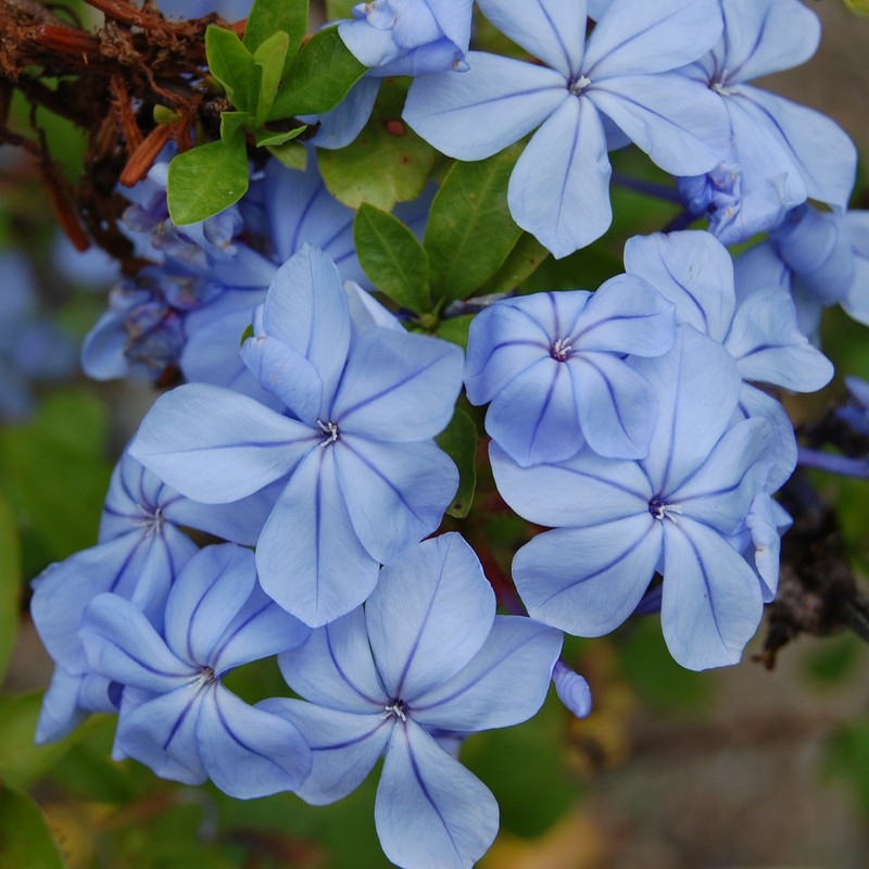 Cape Leadwort (Plumbago Auriculata) - 10 Seeds