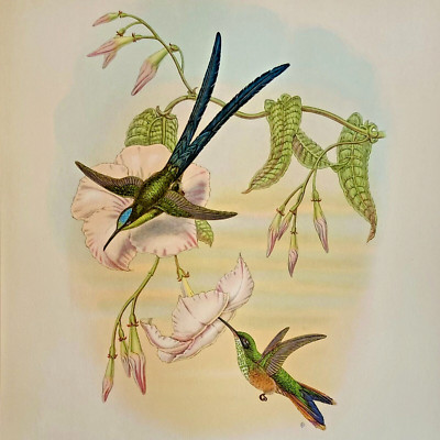 John Gould Hummingbirds 16x20 VINTAGE Lithograph GREAT FORKED TAILED HUMMINGBIRD