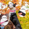 Yunleparks Heavy Duty Tactical Dog Collar with Neoprene Padded and Metal Buckle, Reflective Nylon for Medium to Large Dogs(Pink, Large)