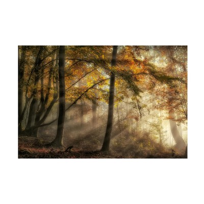 Canvas Wall Art - Fran Osuna 'The Lights Of The Forest' Wall Art for Living R...