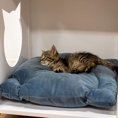Penn-Plax Cat Walk Furniture: Contemporary Home Cat Litter Enclosure - Storag...