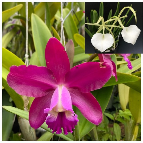 Cattleya Volcano Pride x B.nodosa. Blooming size seed grown orchid