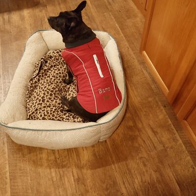 Artikelfoto(s) von einem verifizierten Käufer