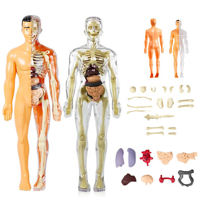 3D Human Body Anatomy Model DIY Skeleton Toys Educational Science Kit for Kid