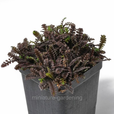 Leptinella squalida, Platt's Black, Brass Buttons