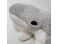 kohls cares shark
