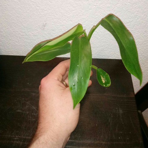 Noid Trilobed Philodendron!