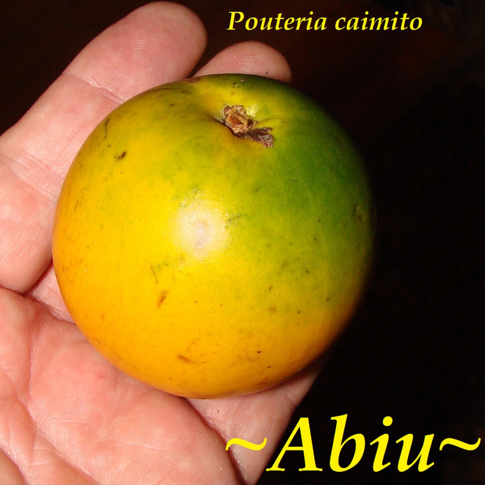 ABIU~ Pouteria Caimito Rare Fruit Tree Tropical BIGGER Plant