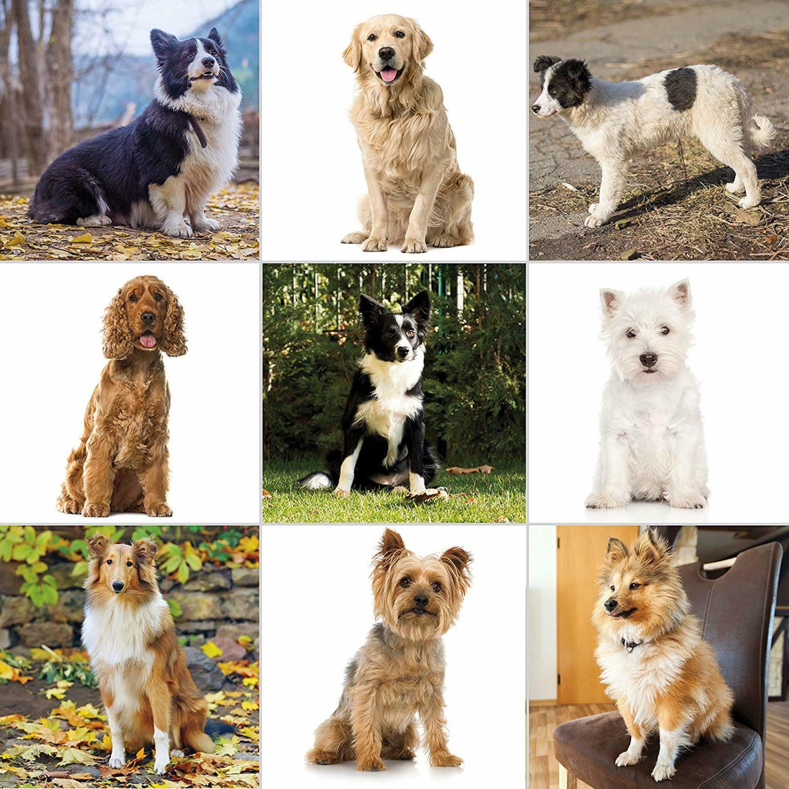 Pet Professional Thick Hair Complete Set Heavy Duty Dog Grooming Clipper Kit