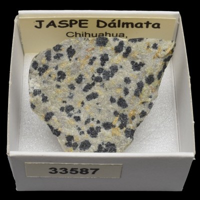 JASPE Dalmata (Chihuahua, Mexico) "ver disponibles" / Dalmatian Jasper