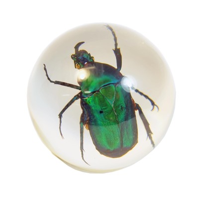 Green Chafer Beetle Globe