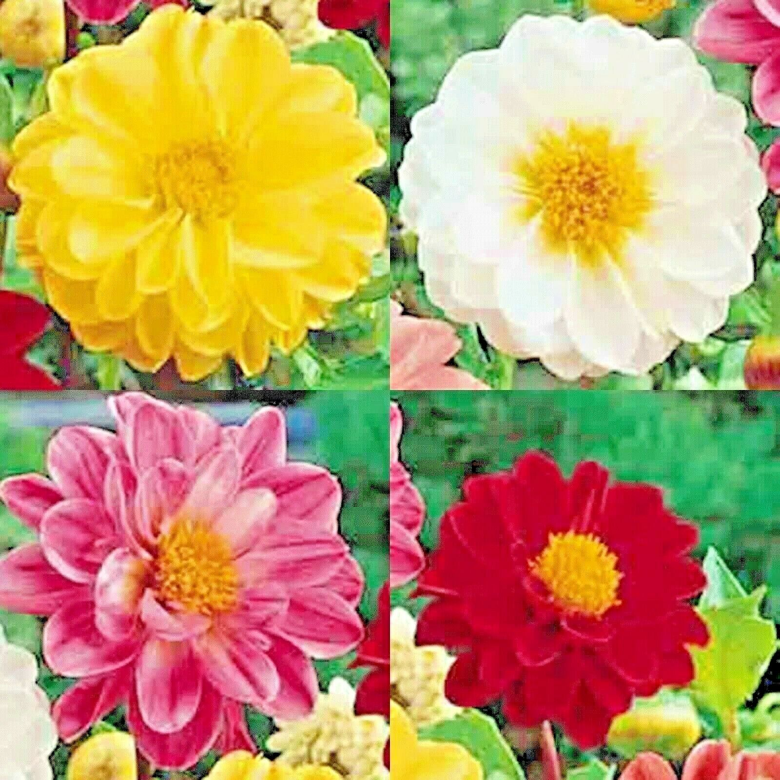 50 DAHLIA SEEDS RARE DWARF AUTUMN MIX HUGE FLOWERS GARDEN CONTAINERS BEES USA