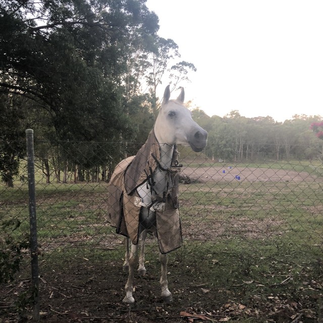 Agistment available!!! Horses & Ponies Gumtree Australia Lismore