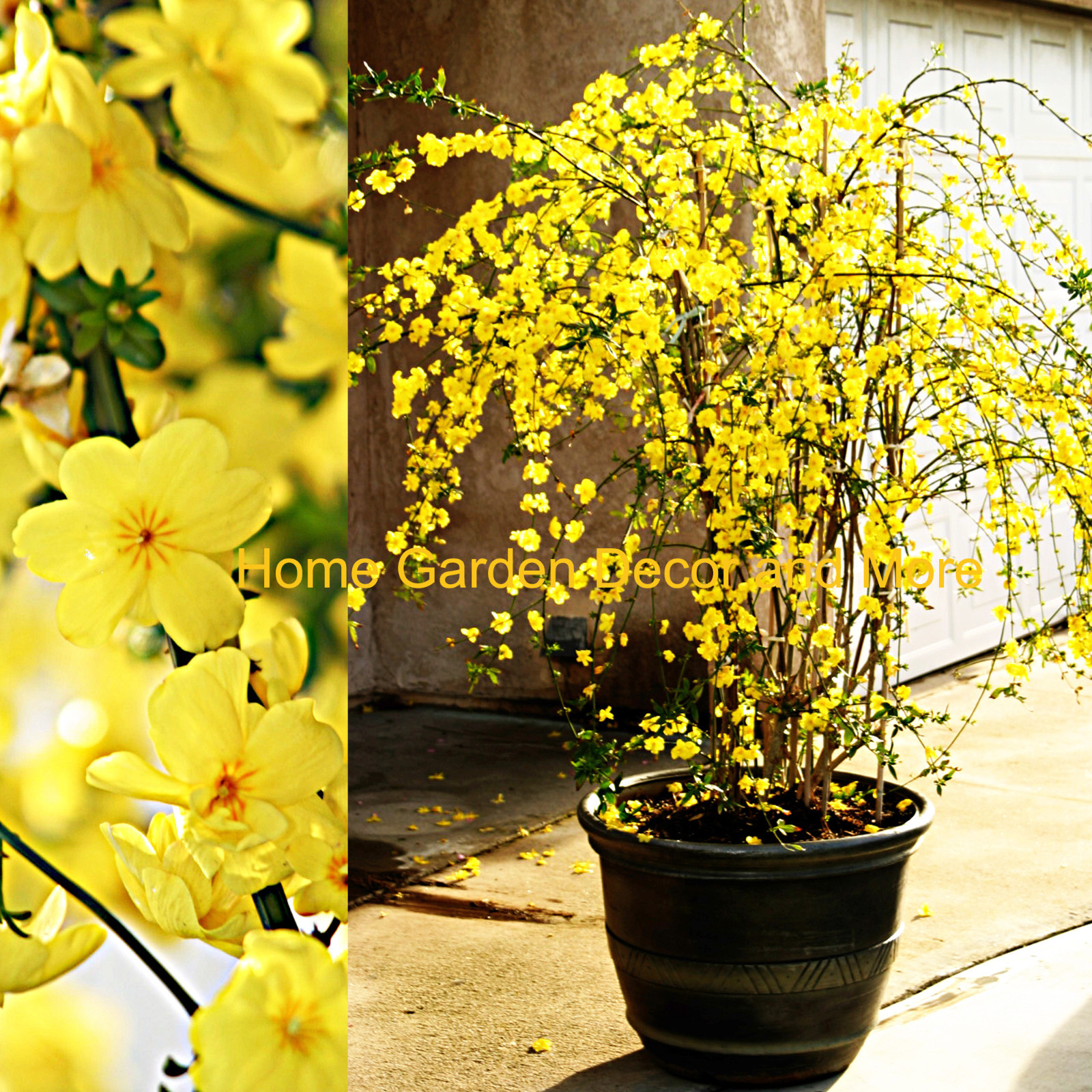 Winter Jasmine Plant