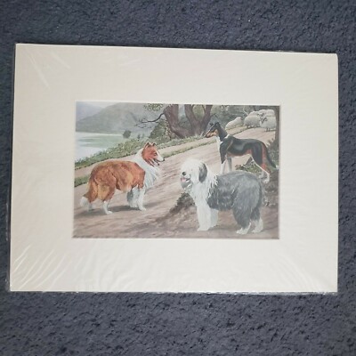 Sealed Collie Matted Print Old English Sheep Dog Smooth Collie Sheep 12''x9''