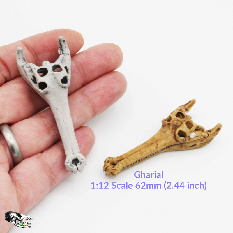 Gharial Skull - 1:12 Scale replica reptile miniature dollhouse diorama