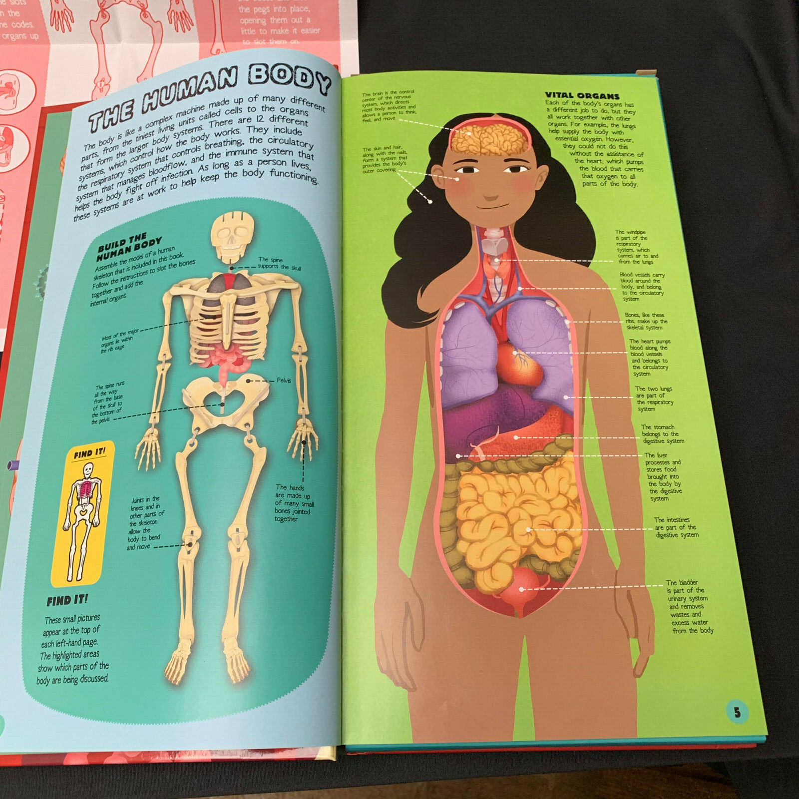 Human Body キット 英語 Interactive Human Body Toy - STEM